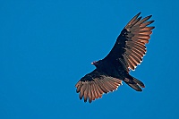 0970 BigSurAvvoltoio