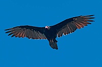 0972 BigSurAvvoltoio