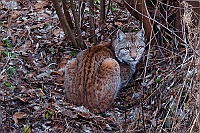 0425 Lince