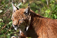 1116 Lince