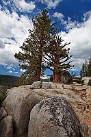 0856 YosemiteTioga