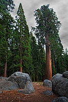 0858 Sequoia