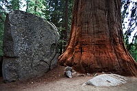 0859 Sequoia