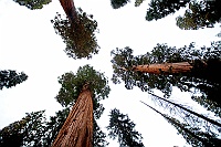 1546 Sequoia