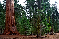1569 Sequoia