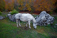 1106 CavalloFondillo