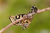 0066 PapilioMacaon