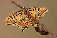 0063 PapilioMacaon