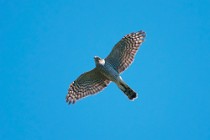 24 Sparrowhawk - Circeo National Park, Italy