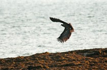 28 Sea eagle - Mull island, Scotland
