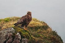 29 Buzzard - Mull island, Scotland