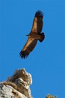 38 Griffon Vulture - National Park of Simbruini Mountains