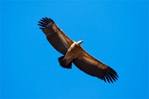 39 Griffon Vulture - National Park of Simbruini Mountains