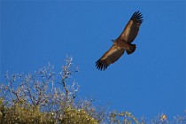 40 Griffon Vulture - National Park of Simbruini Mountains