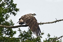 62 Osprey - Scotland, Loch Garten