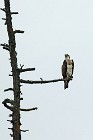 64 Osprey - Scotland, Loch Garten