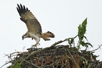 67 Osprey - Scotland, Loch Garten