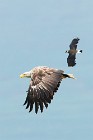 70 Sea Eagle ams lapwing - Mull Island, Scotland