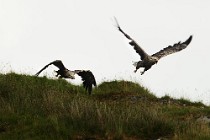 71 Sea Eagles - Mull Island, Scotland