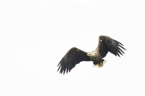 72 Sea Eagle - Mull Island, Scotland