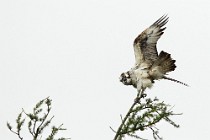 73 Osprey - Scotland, Loch Garten