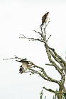 74 Ospreys - Scotland, Loch Garten