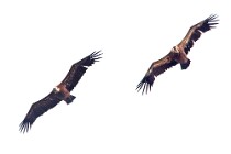 79 Griffon Vultures - National Park of Coto Doñana, Spain
