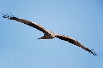 80 Black Kite - National Park of Coto Doñana, Spain