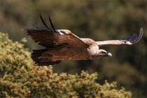 102 Griffon Vulture - Monfrague National Park, Spain
