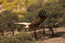 103 Griffon Vulture - Monfrague National Park, Spain