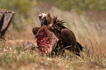 104 Cinereous Vulture with a goat rib - Monfrague National Park, Spain
