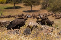 106 Cinereous Vultures - Monfrague National Park, Spain