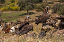 108 Cinereous Vultures - Monfrague National Park, Spain