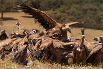 109 Griffon Vultures - Monfrague National Park, Spain