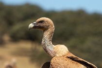 111 Griffon Vulture α - Monfrague National Park, Spain