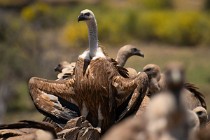 113 Griffon Vulture α - Monfrague National Park, Spain