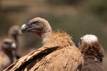 114 Griffon Vulture α - Monfrague National Park, Spain