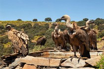 116 Griffon Vultures watering - Monfrague National Park, Spain