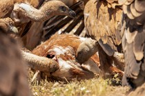 118 Griffon Vultures on a  goat carcass - Monfrague National Park, Spain