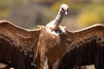 119 Griffon Vulture α - Monfrague National Park, Spain