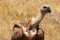120 Griffon Vulture α - Monfrague National Park, Spain