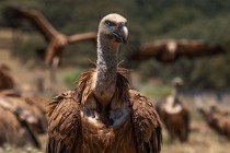 121 Griffon Vulture - Monfrague National Park, Spain