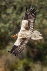 141 Egyptian Vulture - Monfrague National Park, Spain
