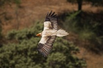 142 Egyptian Vulture - Monfrague National Park, Spain