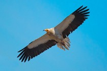 143 Egyptian Vulture - Monfrague National Park, Spain