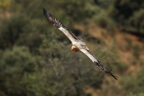 144 Egyptian Vulture - Monfrague National Park, Spain