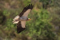 145 Egyptian Vulture - Monfrague National Park, Spain