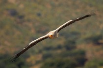 146 Egyptian Vulture - Monfrague National Park, Spain