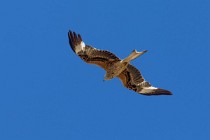 149 Red Kite - Monfrague National Park, Spain