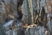 150 Griffon Vulture nest - Monfrague National Park, Spain